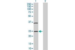 Western Blot analysis of IL32 expression in transfected 293T cell line by IL32 MaxPab polyclonal antibody. (IL32 anticorps  (AA 1-188))