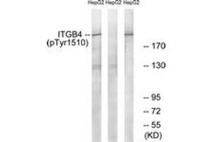 Western blot analysis of extracts from HepG2 cells treated with Na2VO3 0. (Integrin beta 4 anticorps  (pTyr1510))