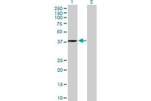 Western Blot analysis of APOL2 expression in transfected 293T cell line by APOL2 MaxPab polyclonal antibody. (Apolipoprotein L 2 anticorps  (AA 1-337))