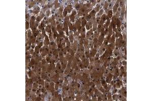 Immunohistochemical staining of human liver with FAM129B polyclonal antibody  shows strong cytoplasmic and nuclear positivity in hepatocytes at 1:500-1:1000 dilution. (MEG3 anticorps)