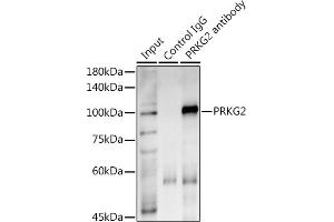 Immunoprecipitation analysis of 600 μg extracts of Mouse lung using 3 μg PRKG2 antibody (ABIN7269664). (PRKG2 anticorps)