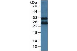 Rabbit Capture antibody from the kit in WB with Positive Control: Mouse lung tissue. (FLT3LG Kit CLIA)