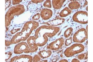 Formalin-fixed, paraffin-embedded human Kidney stained with MTAP Recombinant Rabbit Monoclonal Antibody (MTAP/3137R).