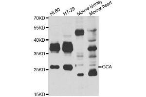 Western blot analysis of extracts of various cell lines, using GCA antibody.
