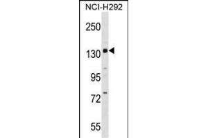 PER1 Antibody (C-term) (ABIN1536671 and ABIN2848489) western blot analysis in NCI- cell line lysates (35 μg/lane). (PER1 anticorps  (C-Term))