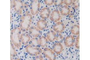 Used in DAB staining on fromalin fixed paraffin- embedded kidney tissue (TUFT1 anticorps  (AA 1-390))