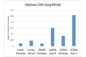 ChIP performed on human HeLa cells using 5ug recombinant H3K4me1 antibody. (Recombinant Histone 3 anticorps  (meLys4))