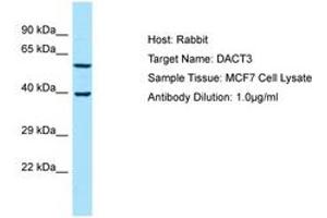 anti-Dapper, Antagonist of beta-Catenin, Homolog 3 (DACT3) (AA 255-304) antibody