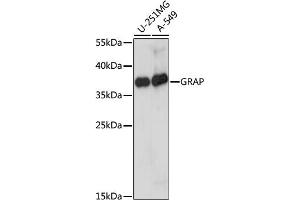 Western blot analysis of extracts of various cell lines, using GRAP antibody. (GRAP anticorps)