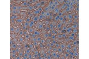 IHC-P analysis of Kidney tissue, with DAB staining. (CD99 anticorps  (AA 27-161))