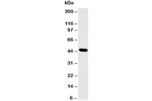 Western blot testing of SKP2 antibody and MCF-7 cell lysate (SKP2 anticorps  (N-Term))