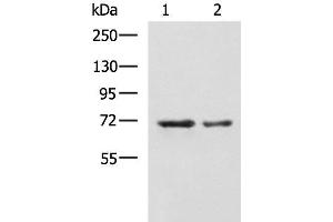 Western blot analysis of A172 and TM4 cell lysates using MYEF2 Polyclonal Antibody at dilution of 1:800 (MYEF2 anticorps)