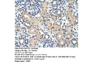 Rabbit Anti-GPR161 Antibody  Paraffin Embedded Tissue: Human Kidney Cellular Data: Epithelial cells of renal tubule Antibody Concentration: 4. (GPR161 anticorps  (N-Term))