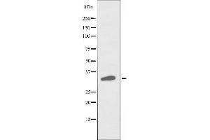 Western blot analysis of extracts from HuvEc cells, using POU4F3 antibody. (POU4F3 anticorps  (Internal Region))