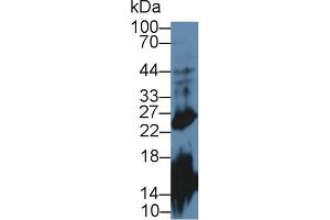 Western Blot; Sample: Mouse Cerebrum lysate; Primary Ab: 2µg/mL Rabbit Anti-Mouse GH Antibody Second Ab: 0. (Growth Hormone 1 anticorps  (AA 28-216))