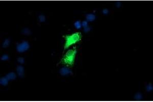 Immunofluorescence (IF) image for anti-Golgi Membrane Protein 1 (GOLM1) antibody (ABIN1498491)