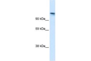 Western Blotting (WB) image for anti-Cullin-Associated and Neddylation-Dissociated 1 (CAND1) antibody (ABIN2460995) (CAND1 anticorps)