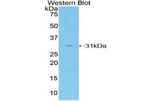 Western Blotting (WB) image for anti-Transaldolase 1 (TALDO1) (AA 35-285) antibody (ABIN1860681) (TALDO1 anticorps  (AA 35-285))