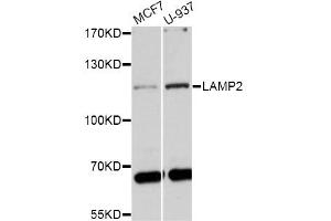 Western blot analysis of extracts of various cell lines, using LAMP2 antibody (ABIN1873504) at 1:1000 dilution. (LAMP2 anticorps)