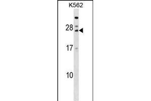 TRAT1 Antibody (Center) (ABIN1538723 and ABIN2848787) western blot analysis in K562 cell line lysates (35 μg/lane). (TRIM anticorps  (AA 98-127))