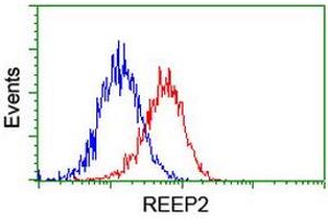 Image no. 2 for anti-Receptor Accessory Protein 2 (REEP2) antibody (ABIN1500658)