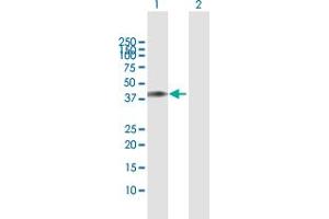 Western Blot analysis of TRIM63 expression in transfected 293T cell line by TRIM63 MaxPab polyclonal antibody. (TRIM63 anticorps  (AA 1-353))