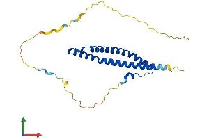 AlphaFold protein structure predicition of Mouse Recombinant Ocel1 Protein, UniprotID Q8VCR9