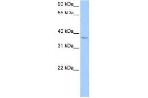 anti-hCG_1982709 (N-Term) antibody