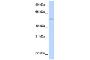 UGT1A1 antibody used at 1 ug/ml to detect target protein. (UGT1A1 anticorps  (N-Term))