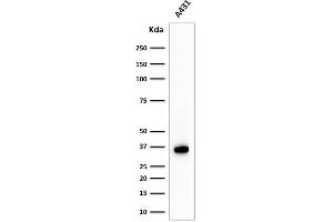 Western Blot Analysis of A431 cell lysate using Nucleophosmin-Monospecific Mouse Monoclonal Antibody (NPM1/1902). (NPM1 anticorps  (AA 185-287))