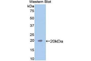 Western Blotting (WB) image for anti-Caspase 7, Apoptosis-Related Cysteine Peptidase (CASP7) (AA 24-198) antibody (ABIN1077917)