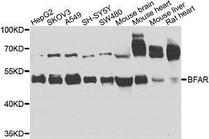 Western blot analysis of extracts of various cell lines, using BFAR antibody. (BFAR anticorps)