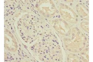 Immunohistochemistry of paraffin-embedded human kidney tissue using ABIN7160958 at dilution of 1:100