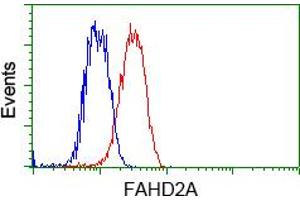 HEK293T cells transfected with either pCMV6-ENTRY FAHD2A (RC211128) (Red) or empty vector control plasmid (Blue) were immunostained with anti-FAHD2A mouse monoclonal (ABIN2453022), and then analyzed by flow cytometry. (FAHD2A anticorps)