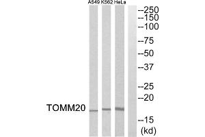 Western blot analysis of extracts from HeLa cells, K562 cells and A549 cells, using TOMM20 antibody. (TOMM20 anticorps  (Internal Region))