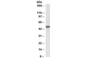 Western blot testing of mouse brain lysate with CHRM2 antibody at 2ug/ml. (Muscarinic Acetylcholine Receptor M2 anticorps)