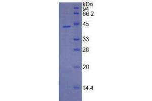 SDS-PAGE of Protein Standard from the Kit (Highly purified E. (Annexin a1 Kit ELISA)