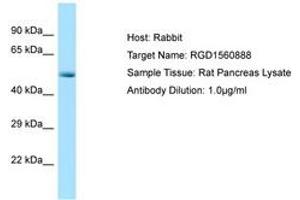 Image no. 1 for anti-Cyclin-Dependent Kinase 8 (CDK8) (N-Term) antibody (ABIN6749807) (CDK8 anticorps  (N-Term))