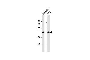 All lanes : Anti-DANRE actba Antibody (Center) at 1:1000 dilution Lane 1: Zebrafish lysate Lane 2: ZF4 whole cell lysate Lysates/proteins at 20 μg per lane. (Actba (AA 188-215) anticorps)