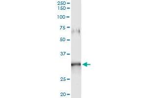 Immunoprecipitation of GIMAP5 transfected lysate using anti-GIMAP5 monoclonal antibody and Protein A Magnetic Bead , and immunoblotted with GIMAP5 MaxPab rabbit polyclonal antibody.