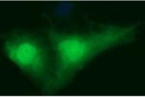 Image no. 1 for anti-Indoleamine 2,3-Dioxygenase 1 (IDO1) antibody (ABIN1498791)