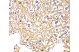Immunohistochemistry of paraffin-embedded Mouse liver using PPP2R2A Polyclonal Antibody at dilution of 1:100 (40x lens).