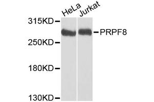 Western blot analysis of extracts of various cell lines, using PRPF8 antibody (ABIN5973594) at 1/1000 dilution. (PRPF8 anticorps)