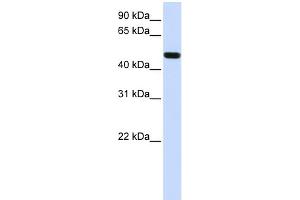 WB Suggested Anti-FOXA1 Antibody Titration:  0. (FOXA1 anticorps  (N-Term))