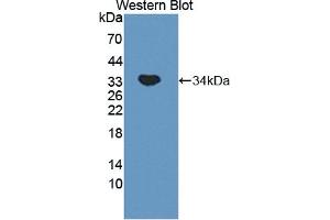 Detection of Recombinant MYO1G, Mouse using Polyclonal Antibody to Myosin IG (MYO1G)