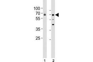 Western blot testing of Lamin A/C antibody at 1:500 dilution.