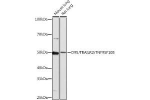 Western blot analysis of extracts of various cell lines, using DR5/TR/TNFRSF10B antibody (ABIN7271062) at 1:1000 dilution. (TNFRSF10B anticorps)