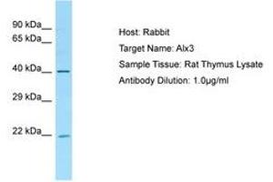 Image no. 1 for anti-ALX Homeobox 3 (ALX3) (AA 51-100) antibody (ABIN6749821) (ALX3 anticorps  (AA 51-100))