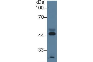 Detection of APOA4 in Human Serum using Monoclonal Antibody to Apolipoprotein A4 (APOA4) (APOA4 anticorps  (AA 21-382))