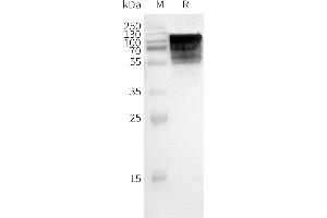 WB analysis of Human -Nanodisc with anti-Flag monoclonal antibody at 1/5000 dilution, followed by Goat Anti-Rabbit IgG HRP at 1/5000 dilution
